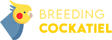 Breeding Cockatiel