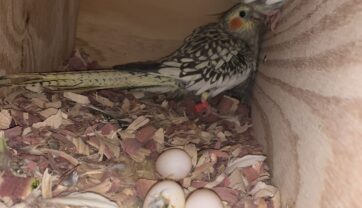 How to setup a cockatiel nestbox