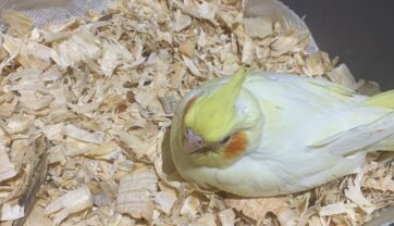 What are the cockatiel breeding months