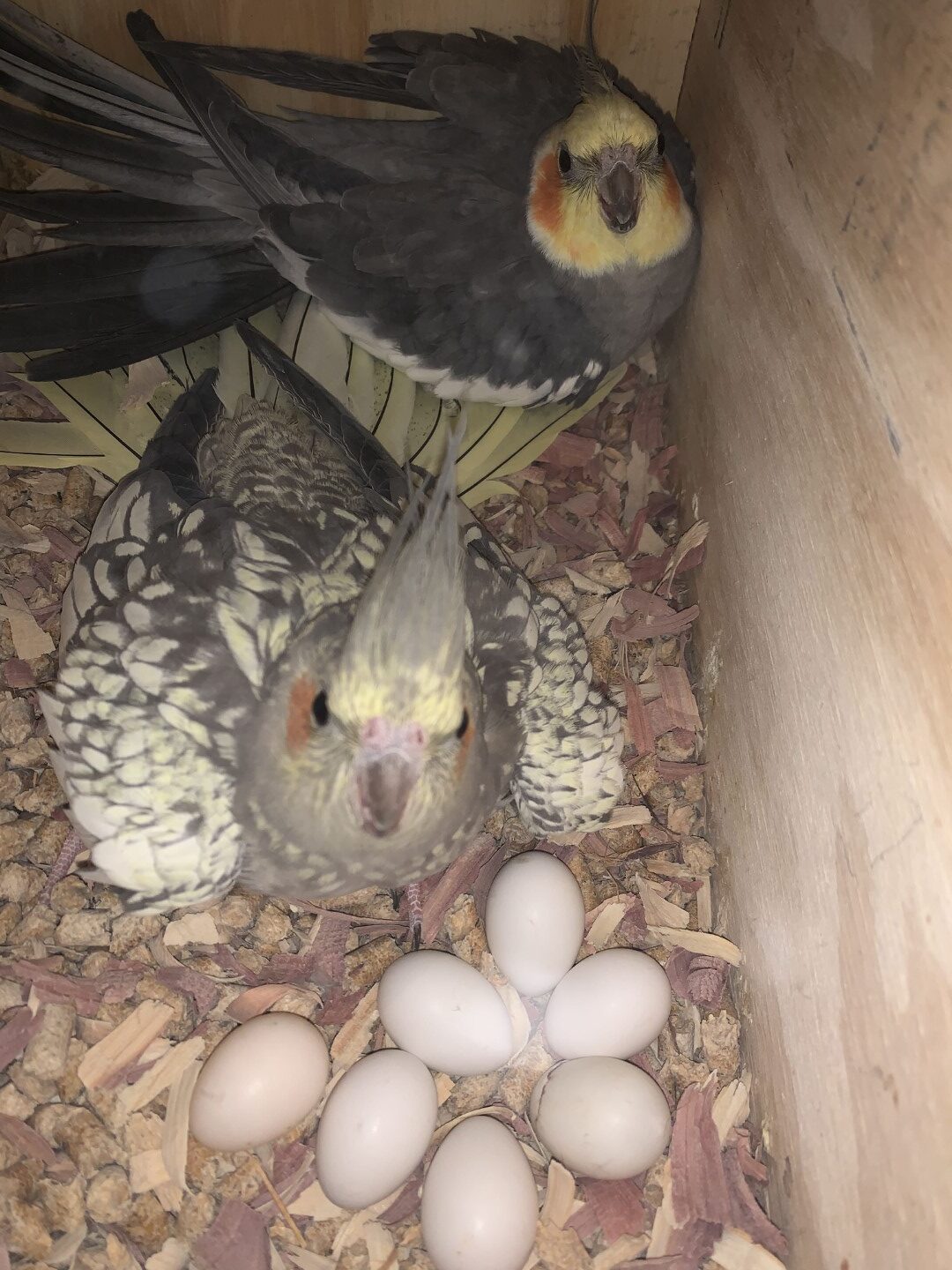 How To Setup Cockatiel Nestbox Or Nest Breeding Cockatiel