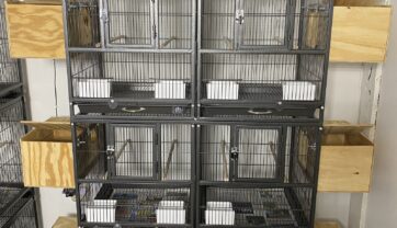 Cockatiel Breeding Cages